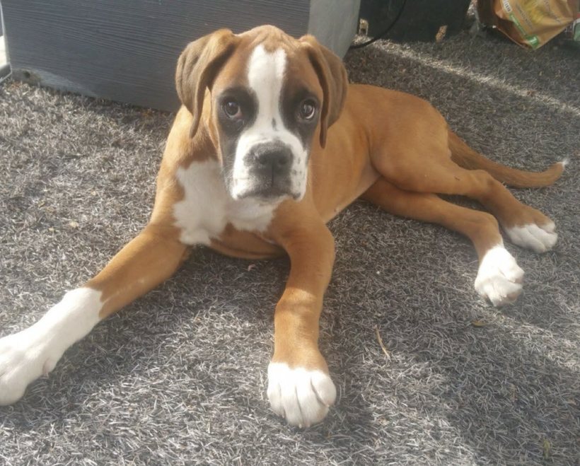 Sally Cinnamon, Andrea’s boxer dog